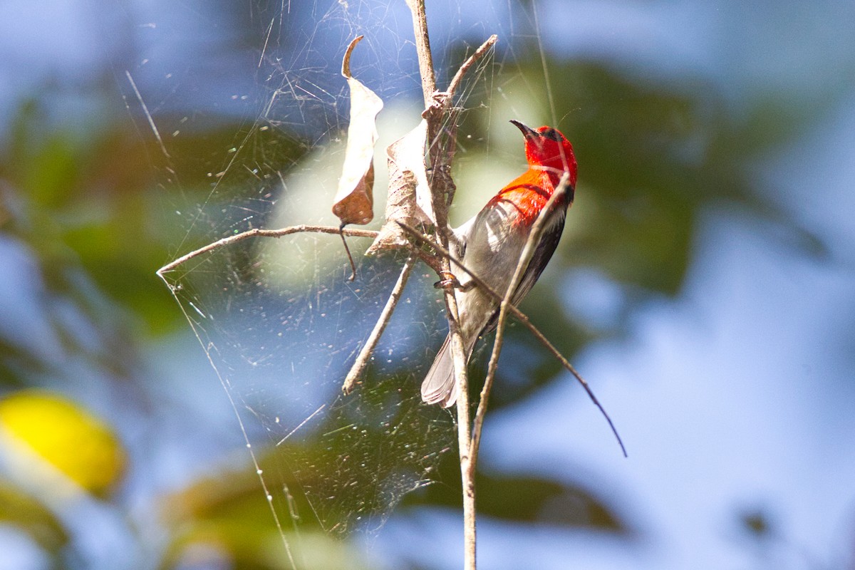 Sulawesi Myzomela - ML637820273