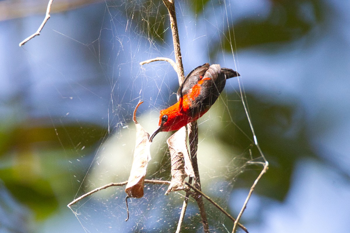 Sulawesi Myzomela - ML637820274