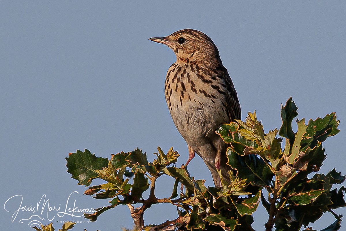 Tree Pipit - ML637820281