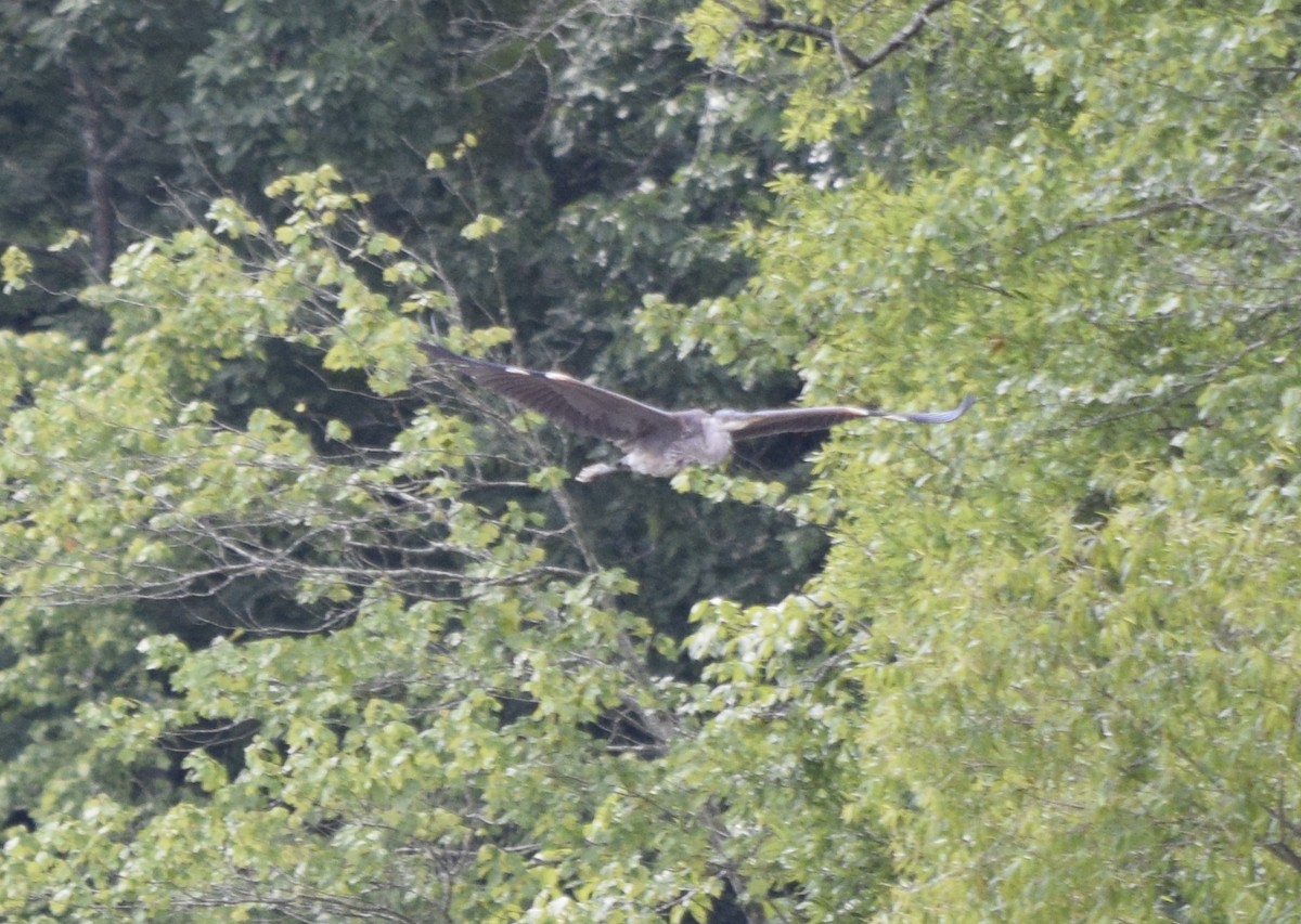 Great Blue Heron - ML637820343