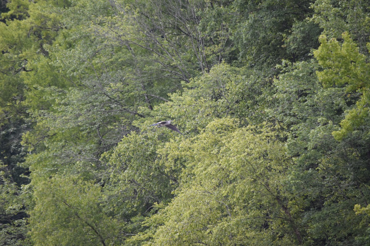 Great Blue Heron - ML637820345