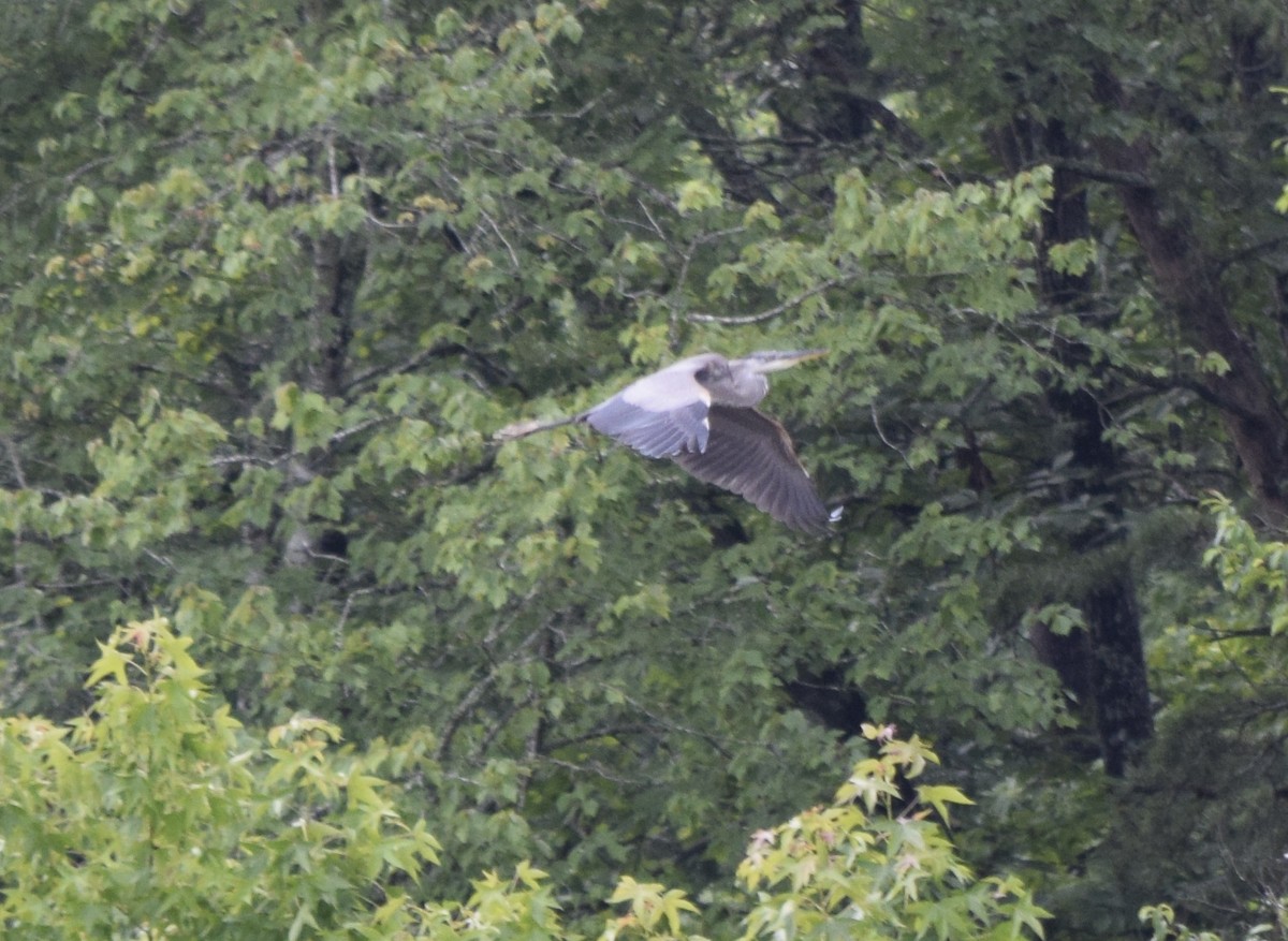 Great Blue Heron - ML637820349