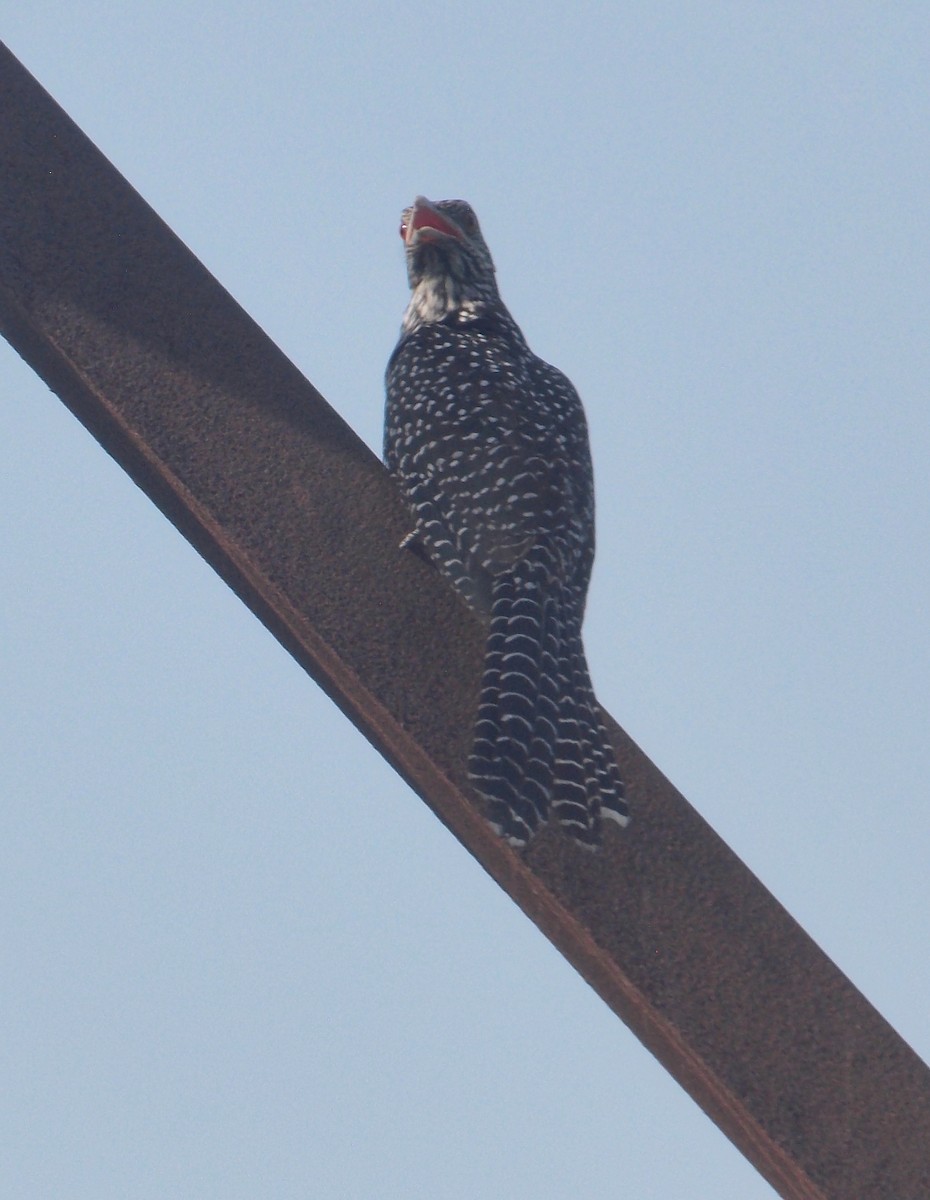 Asian Koel - ML637820350