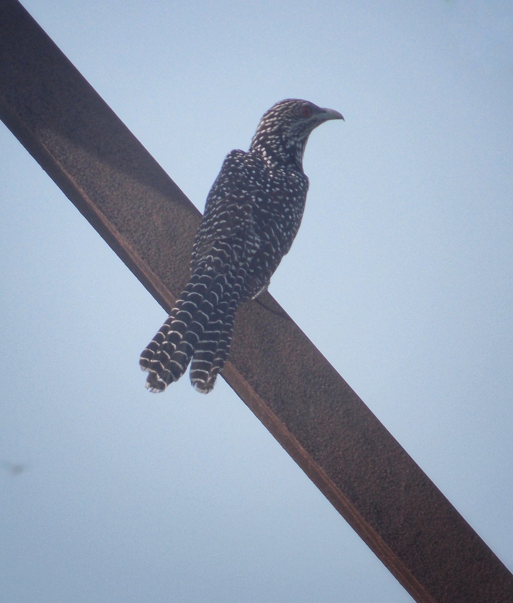 Asian Koel - ML637820351