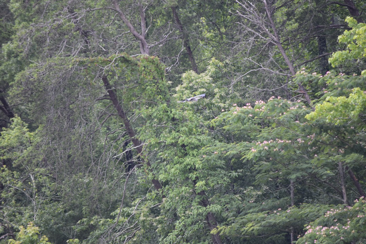 Great Blue Heron - ML637820352