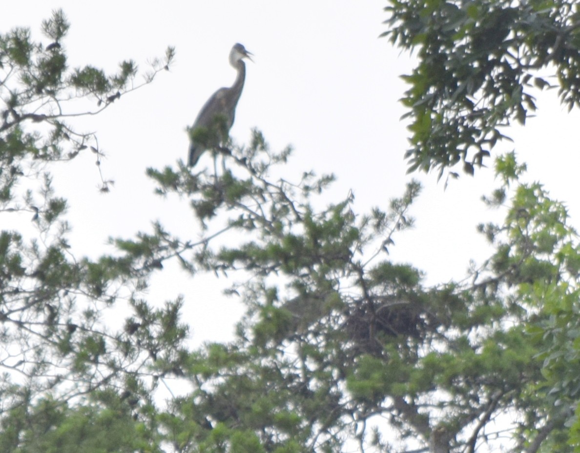 Great Blue Heron - ML637820357