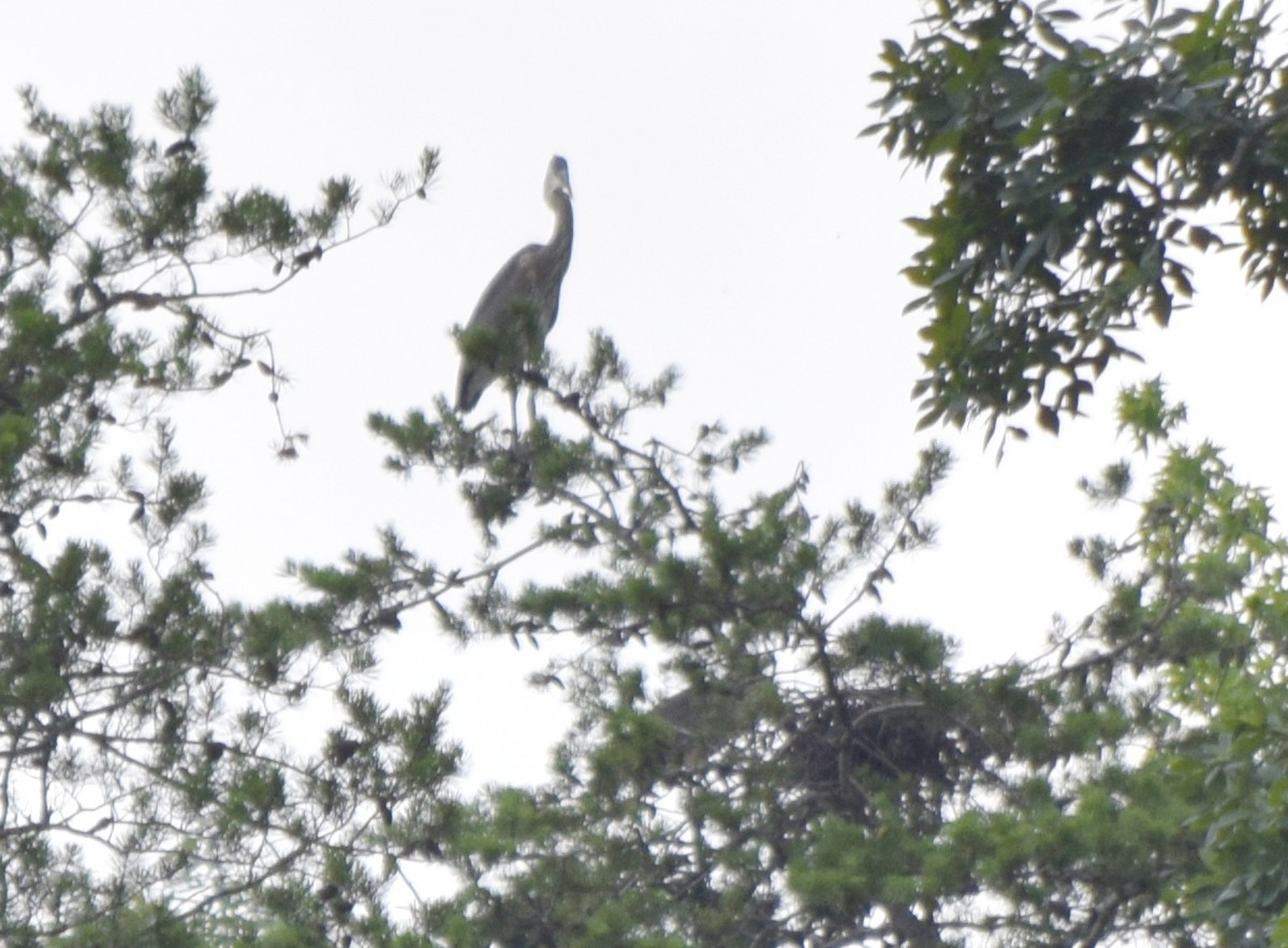 Great Blue Heron - ML637820358