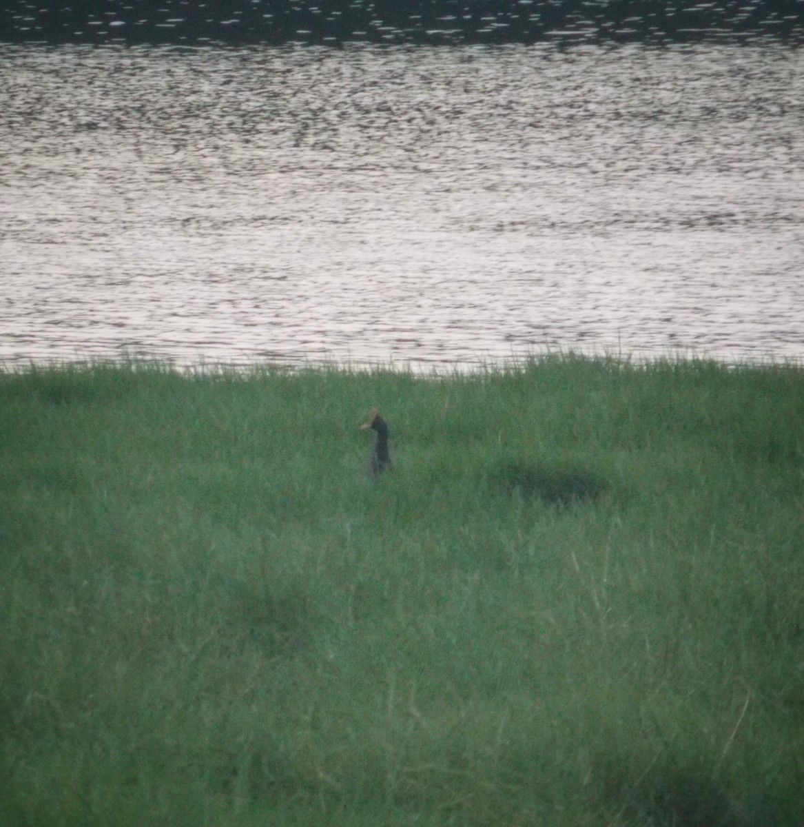 Watercock - ML637820359