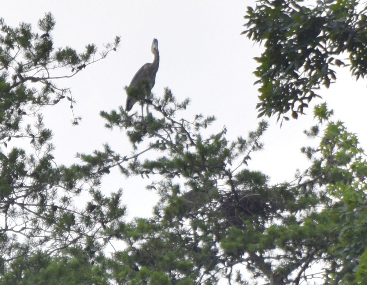 Great Blue Heron - ML637820360