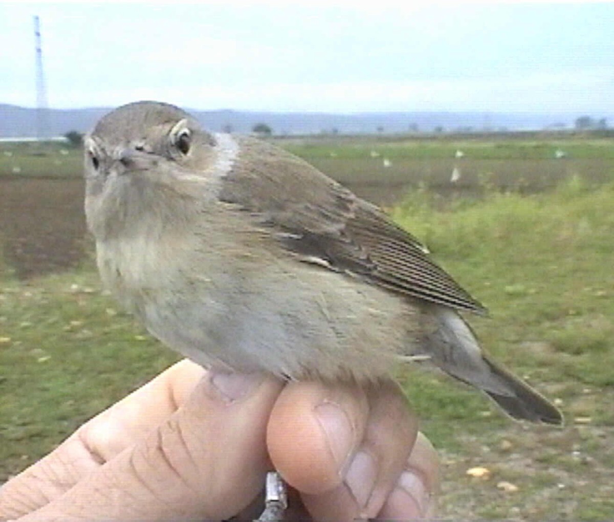 Garden Warbler - ML637820363