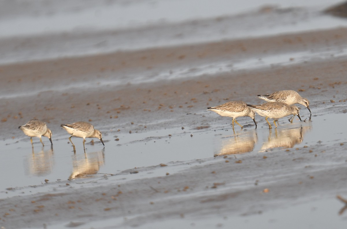 Piovanello maggiore - ML637820366