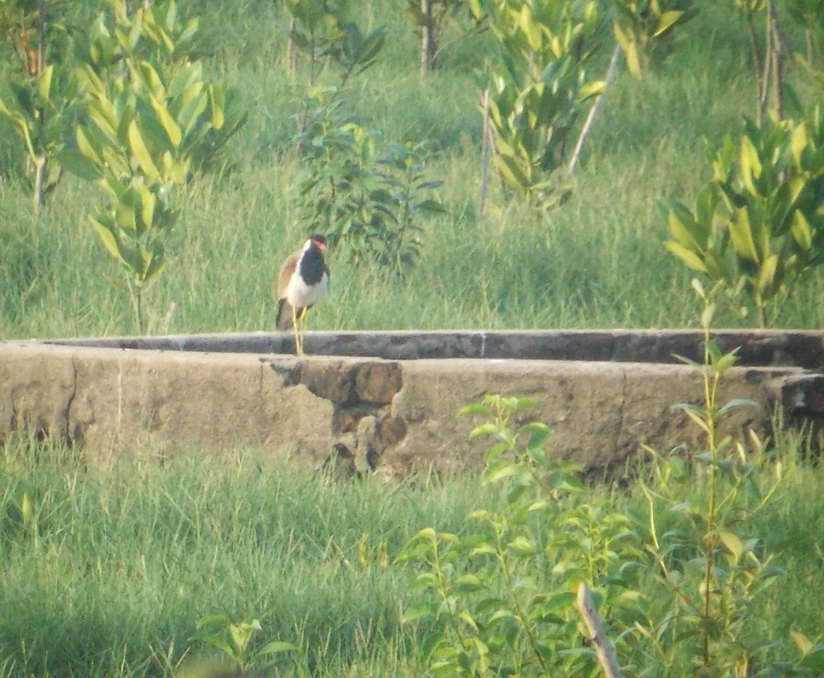 Red-wattled Lapwing - ML637820367