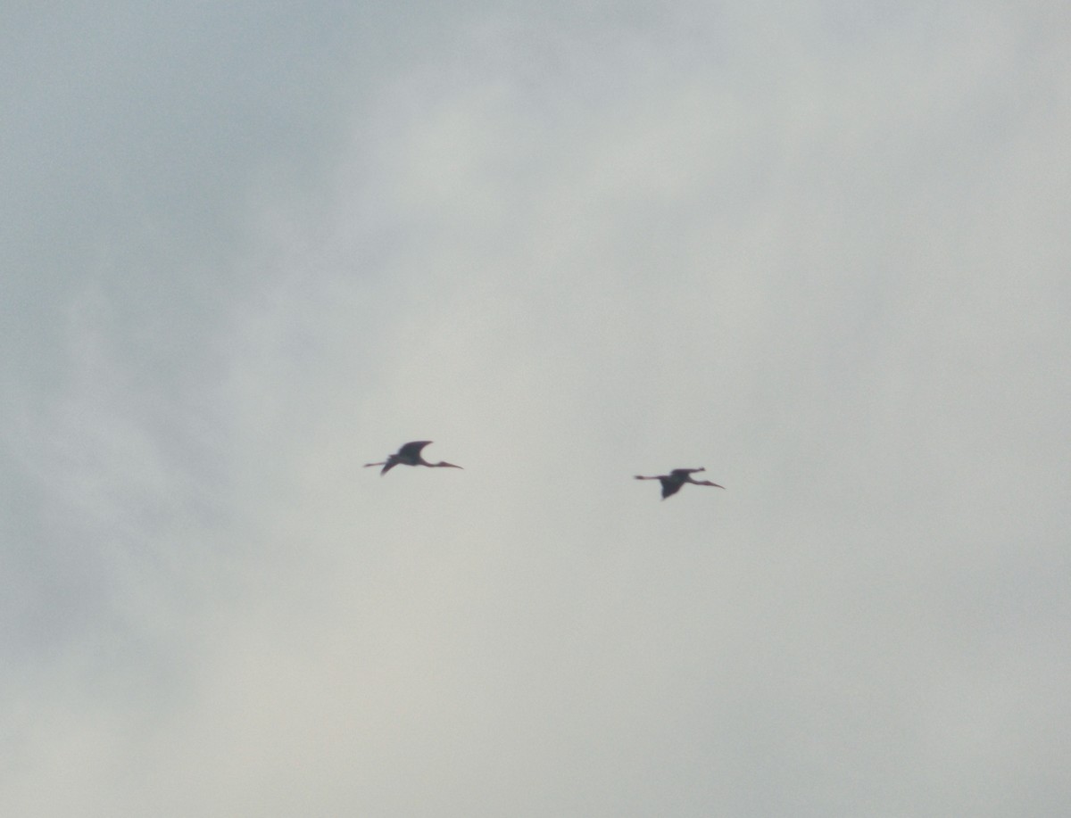 Painted Stork - ML637820373