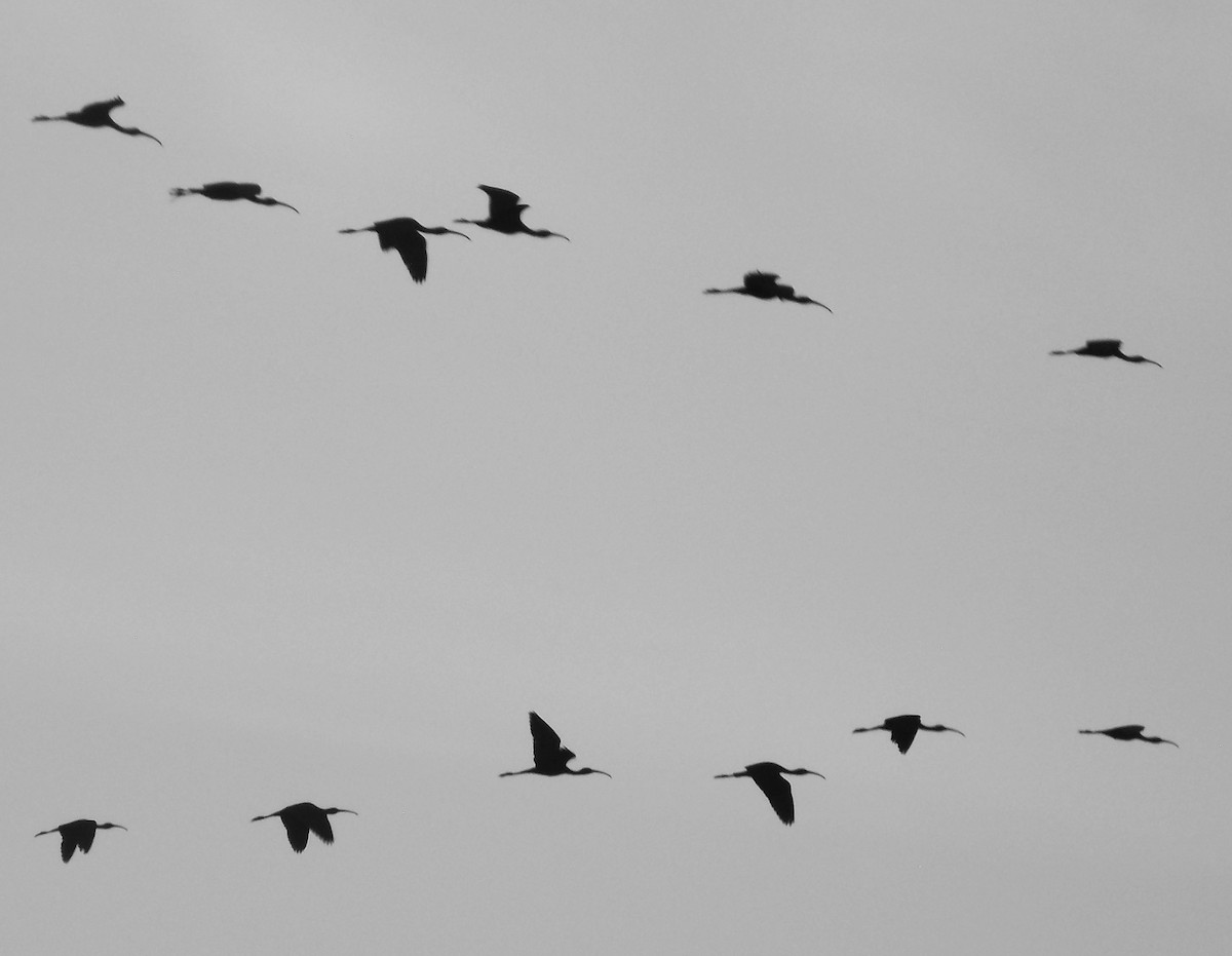 Glossy Ibis - ML637820379