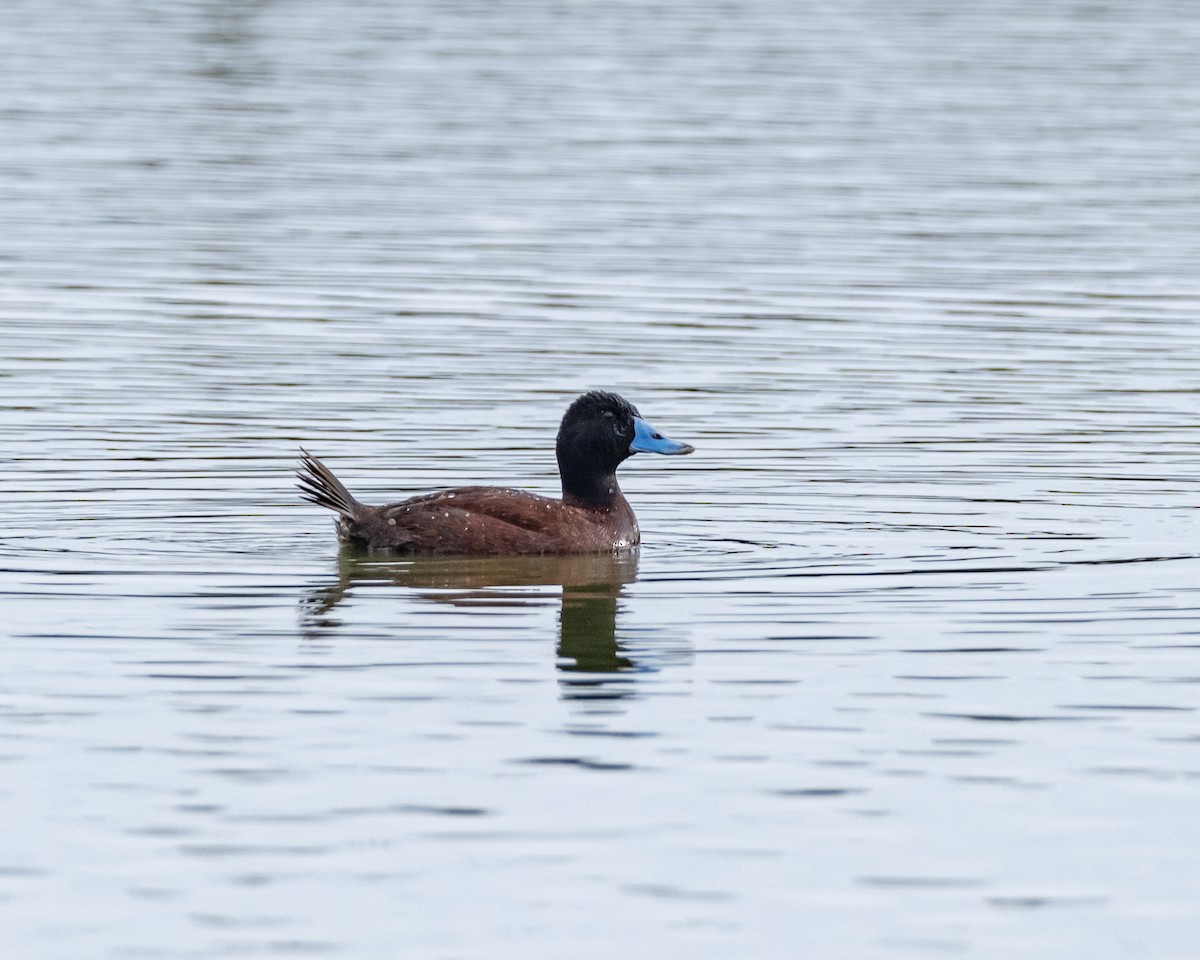 Blue-billed Duck - ML637820386