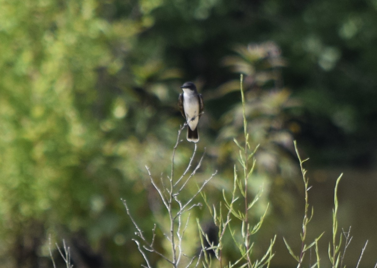 Eastern Kingbird - ML637820387