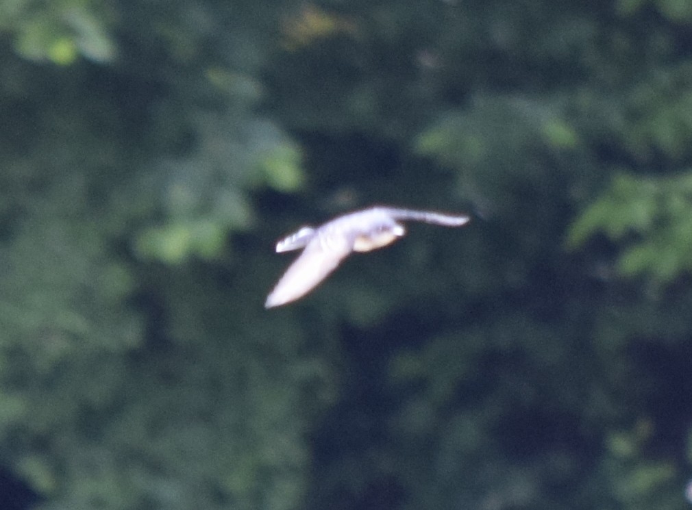 Eastern Kingbird - ML637820394