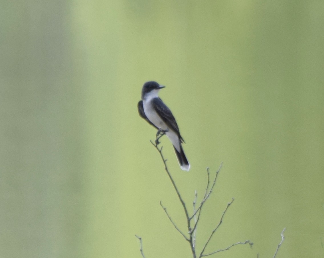 Eastern Kingbird - ML637820395