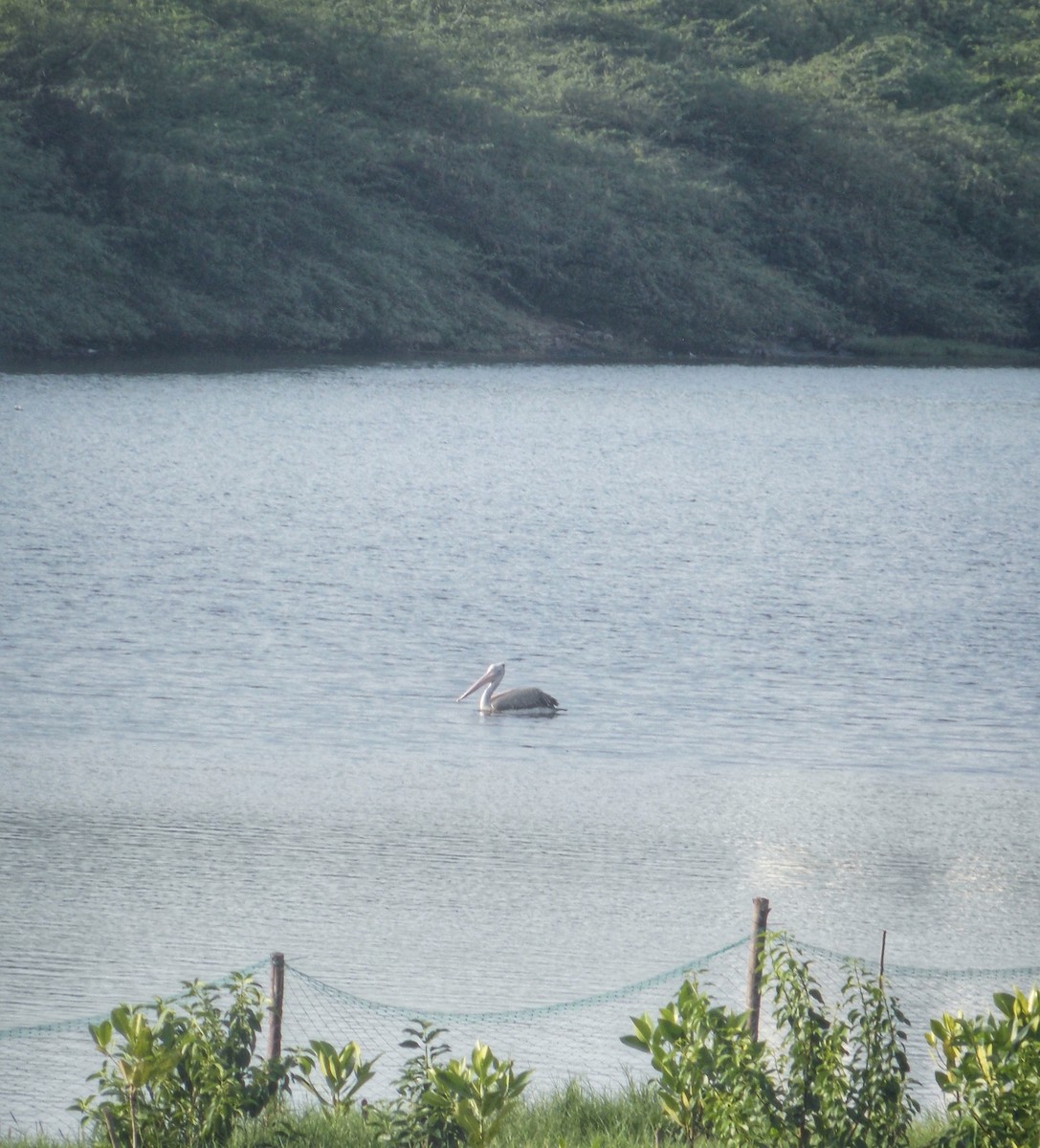 Spot-billed Pelican - ML637820396