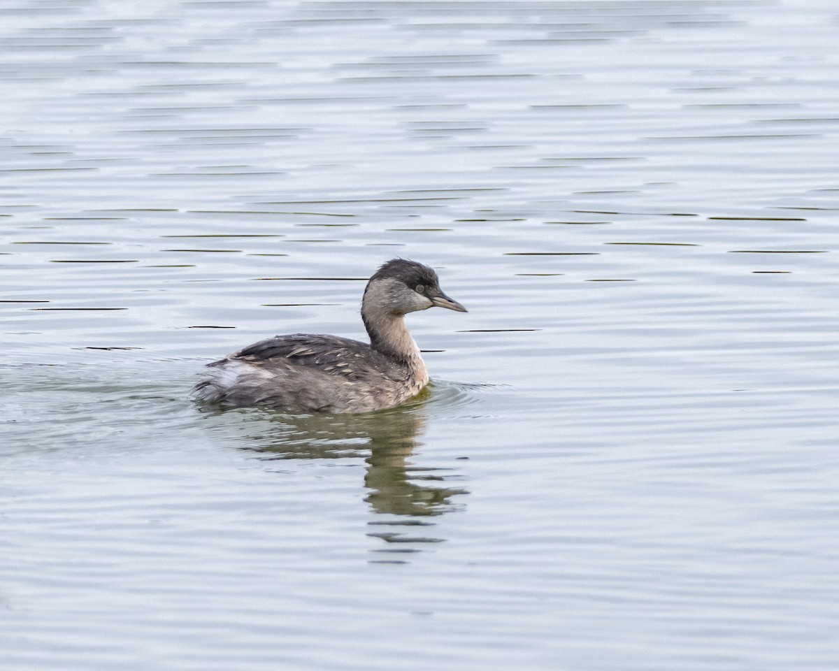 Hoary-headed Grebe - ML637820400