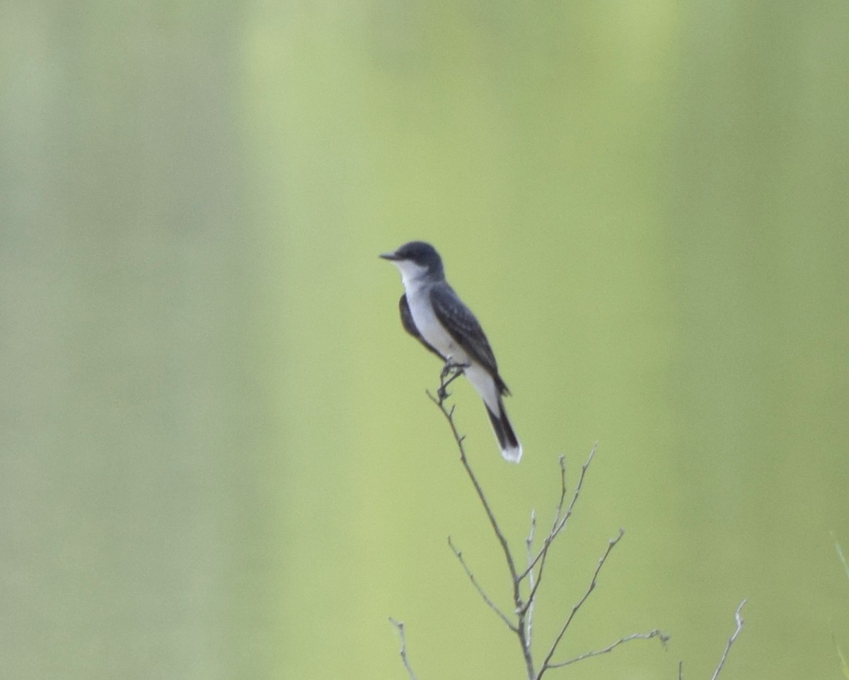 Eastern Kingbird - ML637820401