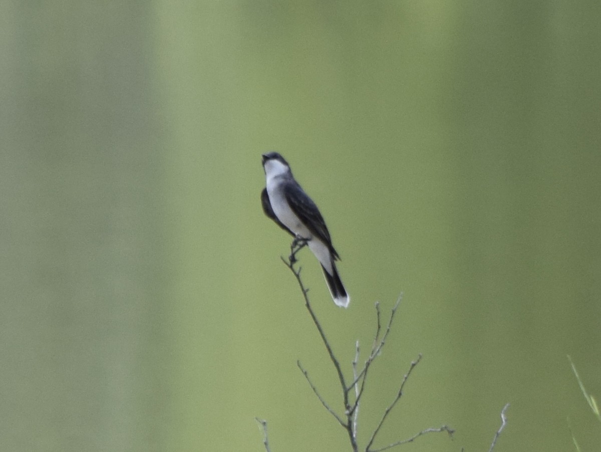 Eastern Kingbird - ML637820402