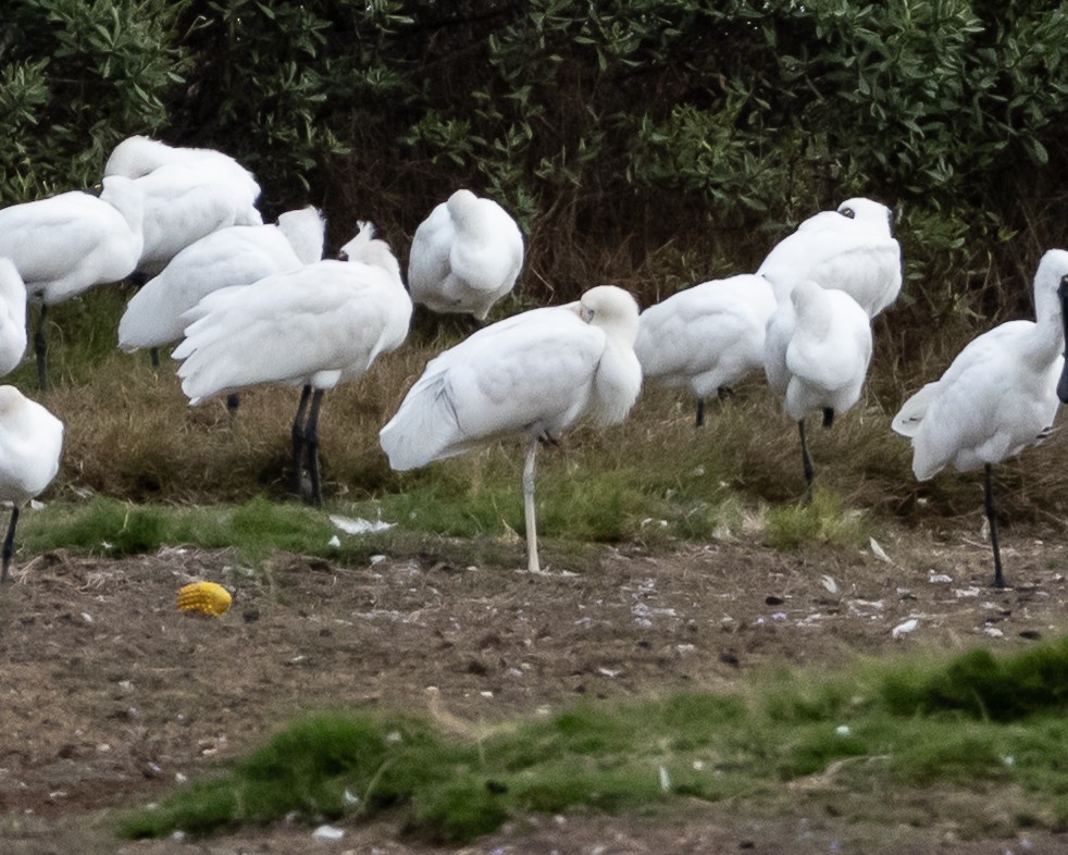 Yellow-billed Spoonbill - ML637820405