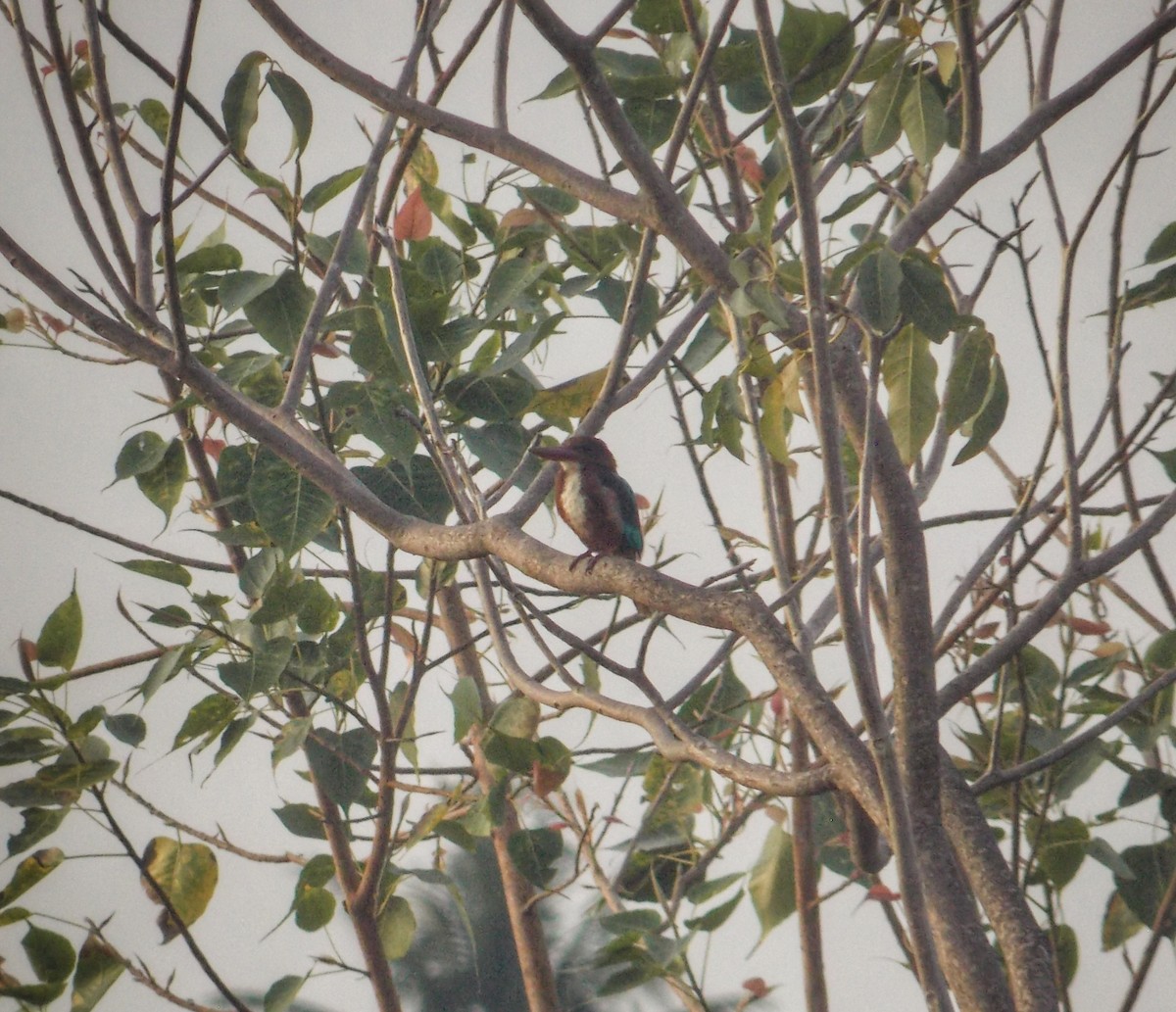 White-throated Kingfisher - ML637820408