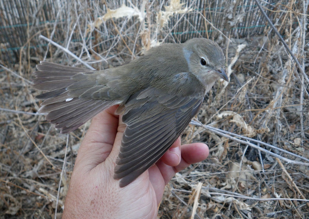 Garden Warbler - ML637820409