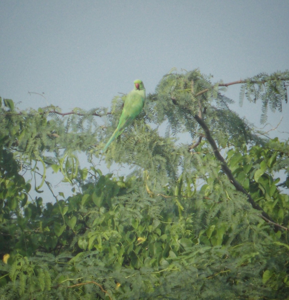 Rose-ringed Parakeet - ML637820413