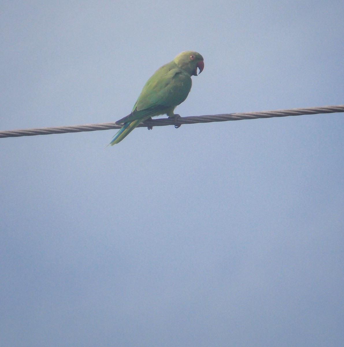 Rose-ringed Parakeet - ML637820414