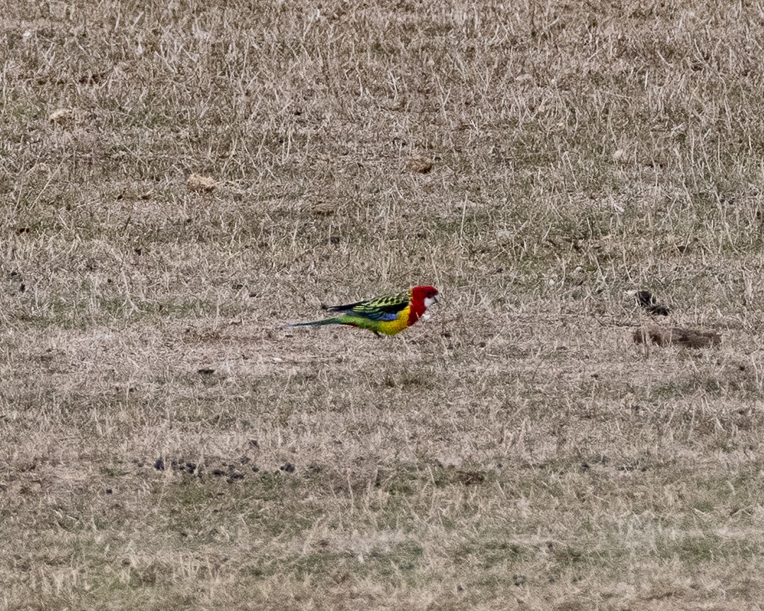 Eastern Rosella - ML637820422
