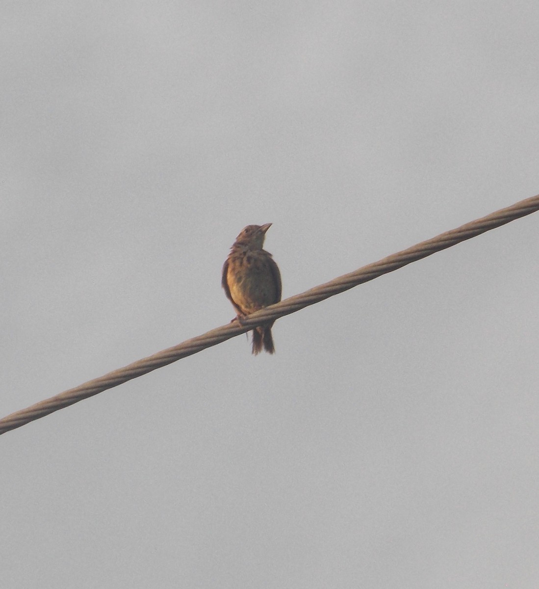 Jerdon's Bushlark - ML637820423