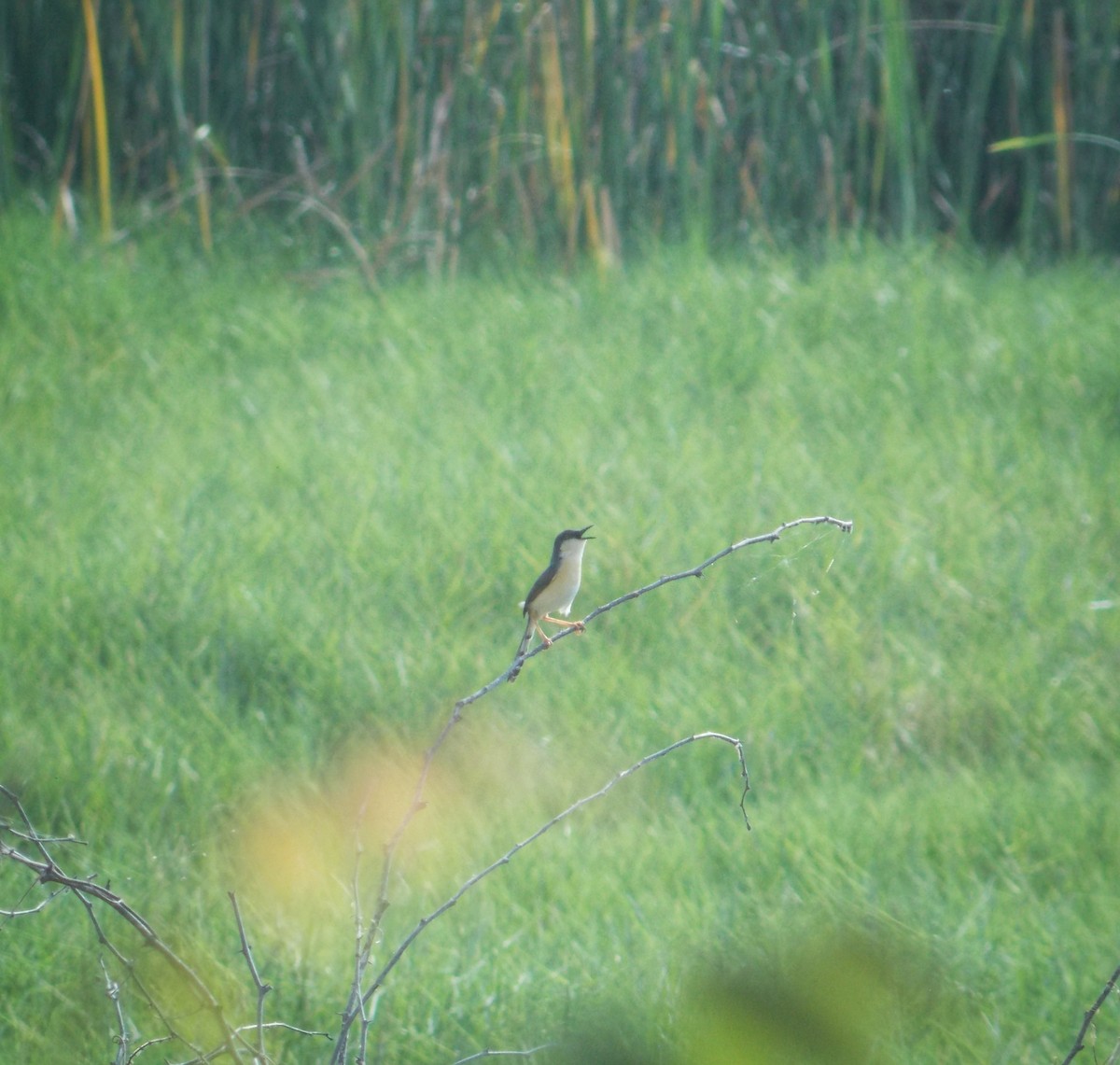 Ashy Prinia - ML637820425