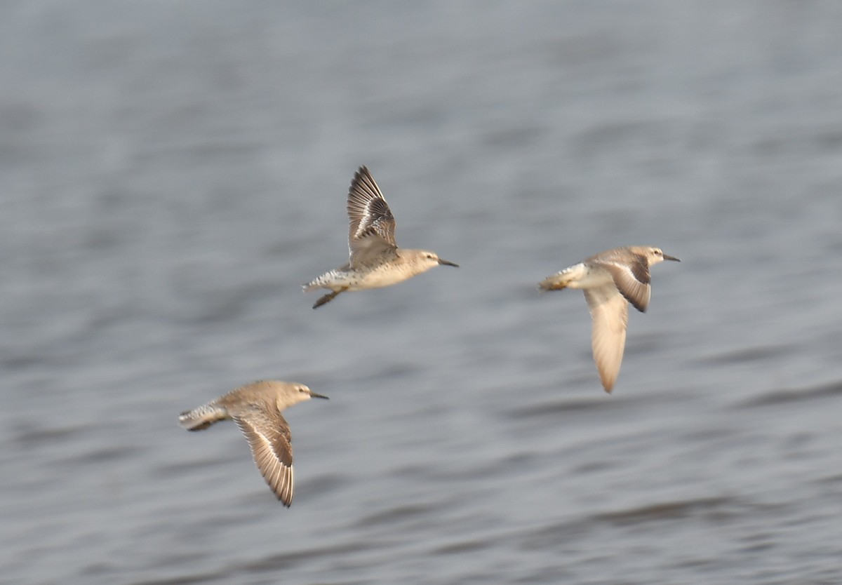 Piovanello maggiore - ML637820426