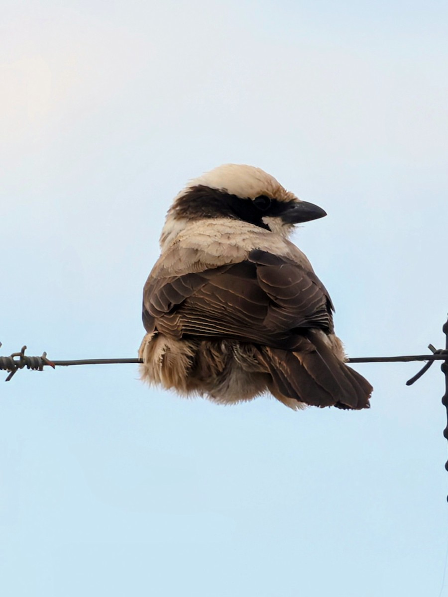 White-crowned Shrike - ML637820427