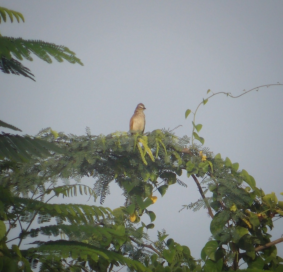 White-browed Bulbul - ML637820428