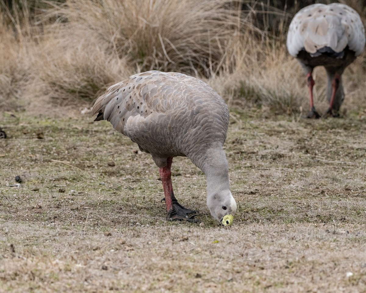 Cape Barren Goose - ML637820430