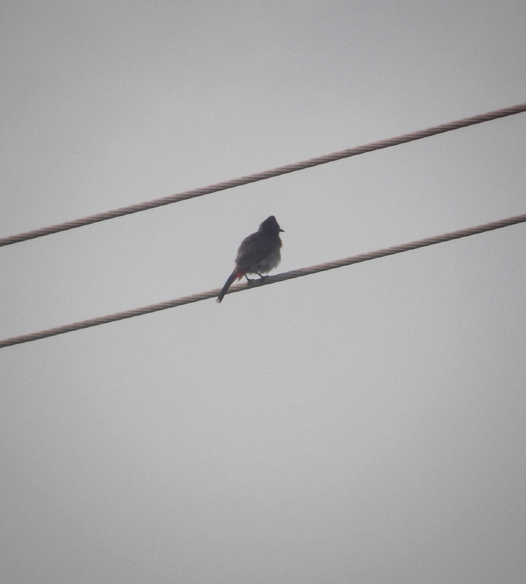 Red-vented Bulbul - ML637820435