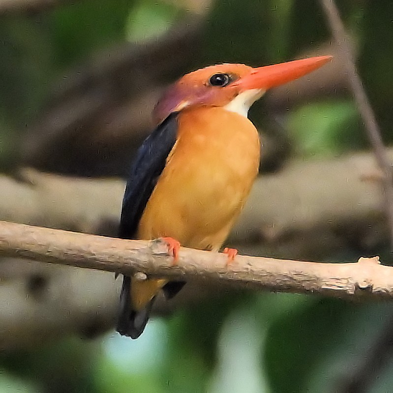 African Pygmy Kingfisher - ML637820436