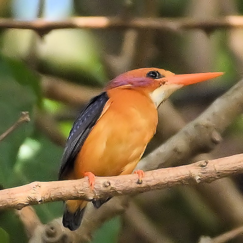 African Pygmy Kingfisher - ML637820437