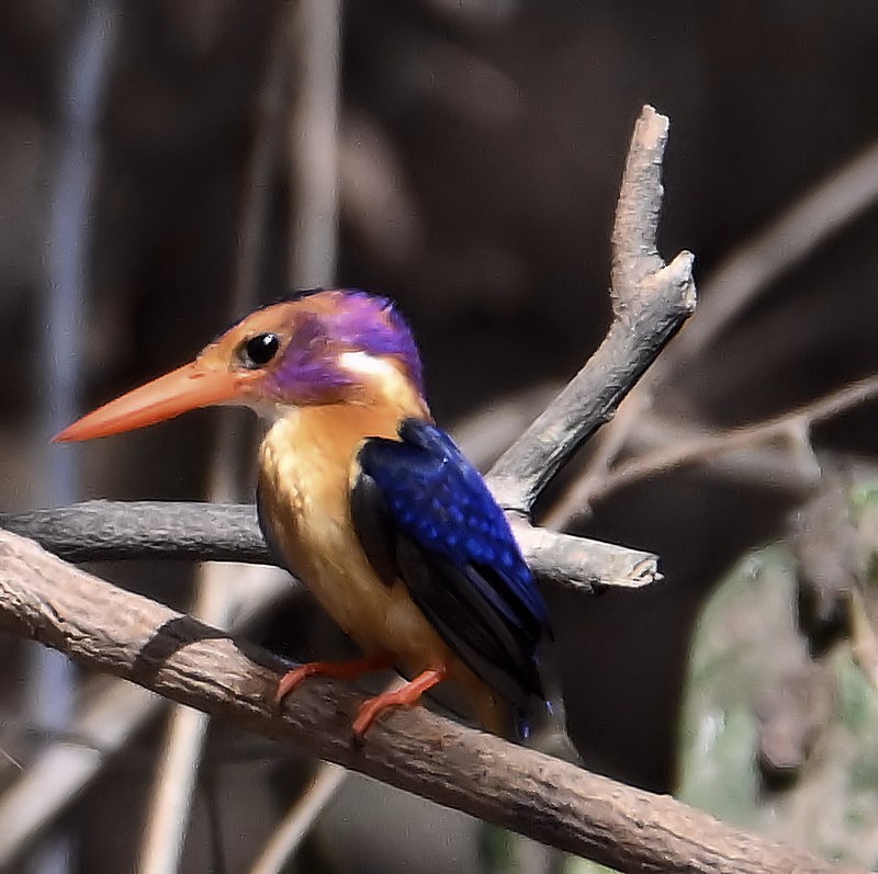 African Pygmy Kingfisher - ML637820438