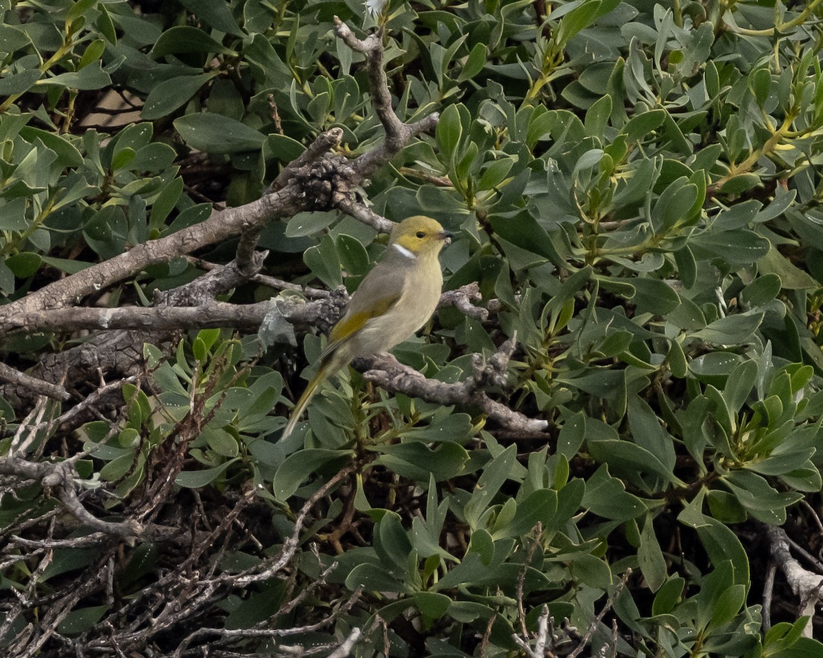 White-plumed Honeyeater - ML637820442