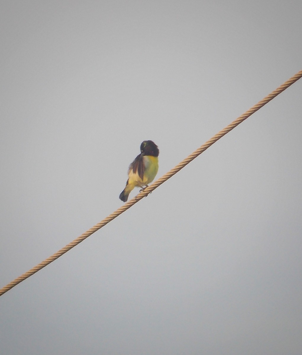 Purple-rumped Sunbird - ML637820444