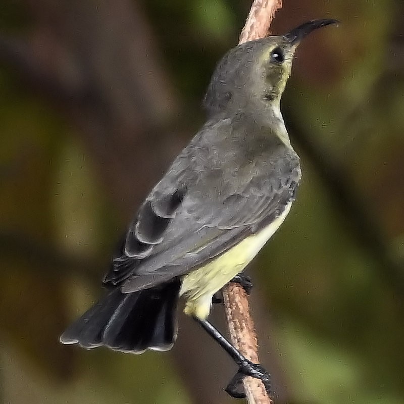 Beautiful Sunbird - ML637820445