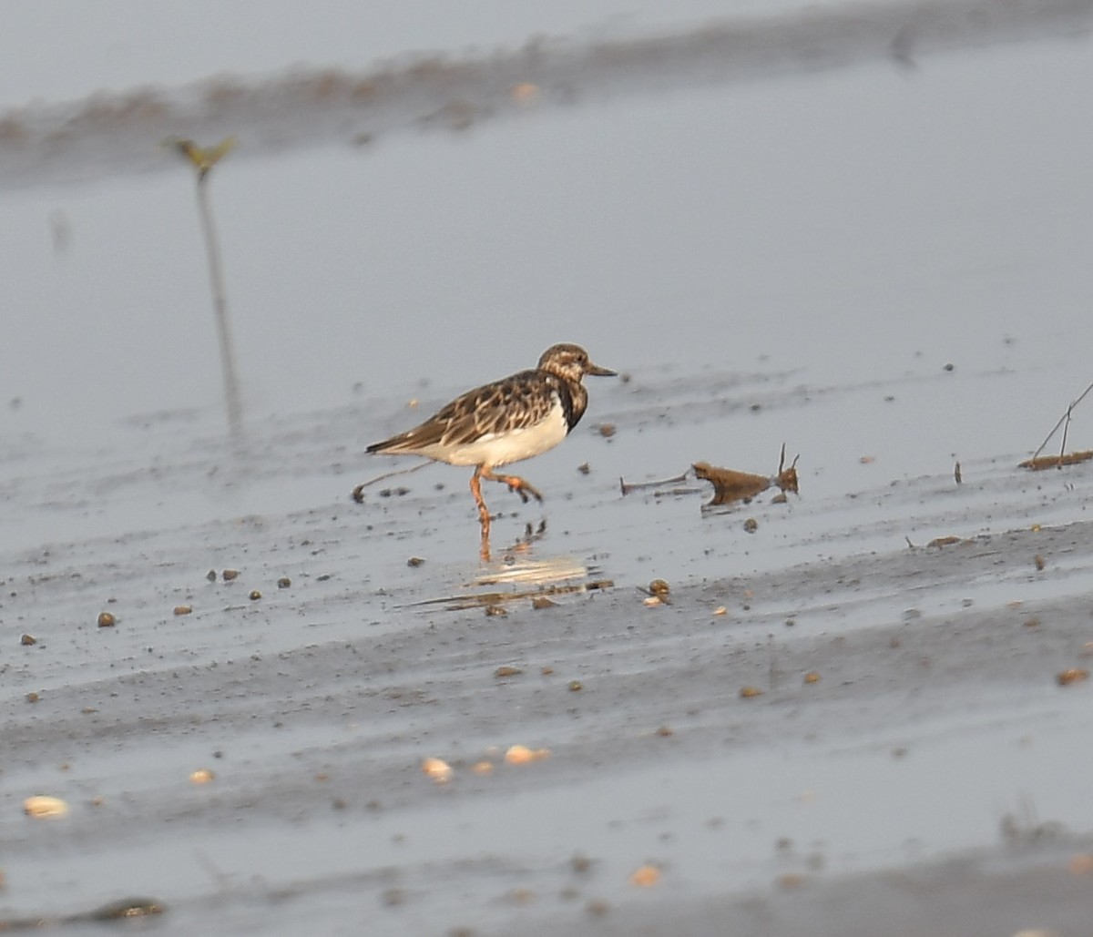 Voltapietre - ML637820448