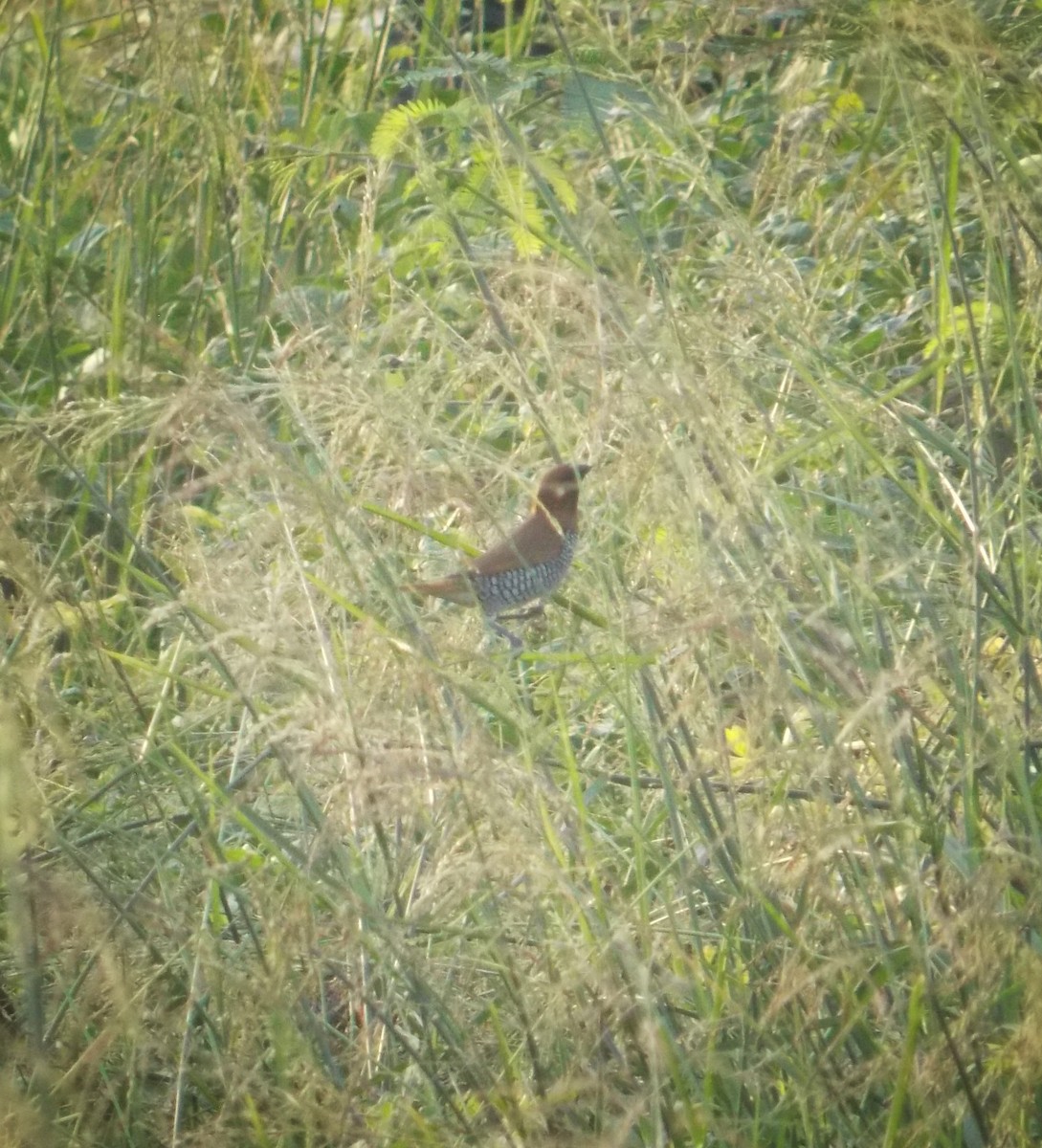 Scaly-breasted Munia - ML637820449