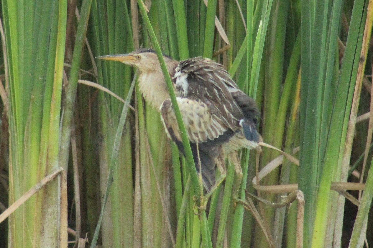 Little Bittern - ML637820456