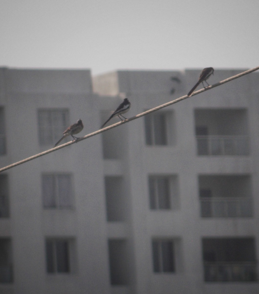 White-browed Wagtail - ML637820463