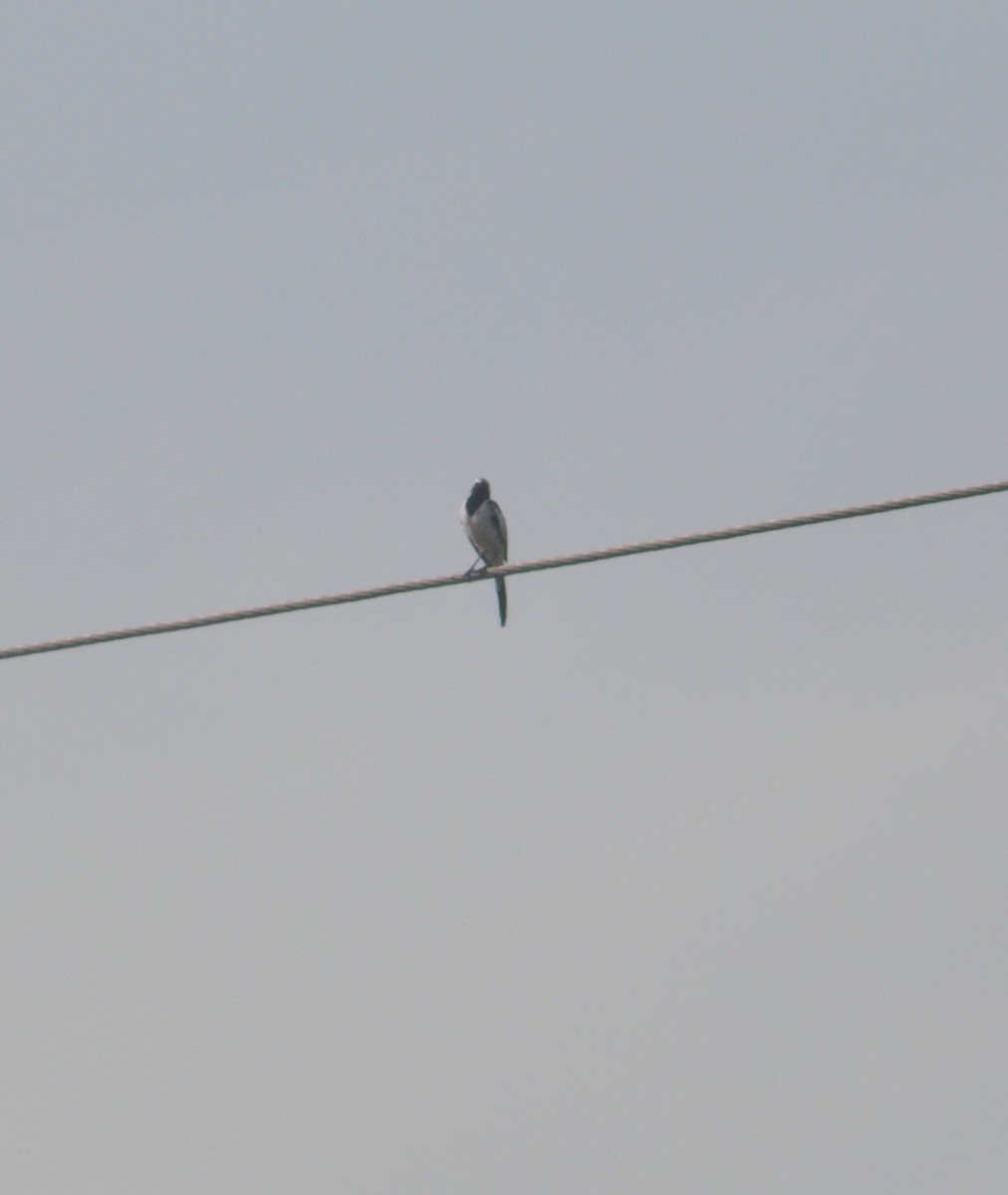 White-browed Wagtail - ML637820464